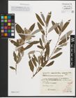 Foto von Salix purpurea L.